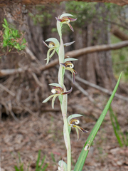 Lyperanthus serratus