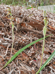 Lyperanthus serratus