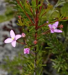 Boronia filifolia