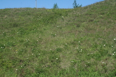 Paeonia lactiflora