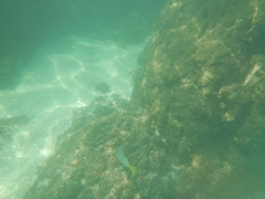 Prionurus laticlavius