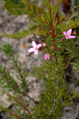 Boronia filifolia