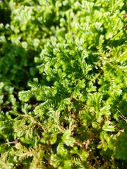 Selaginella uncinata