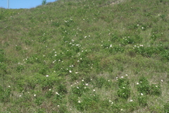 Paeonia lactiflora