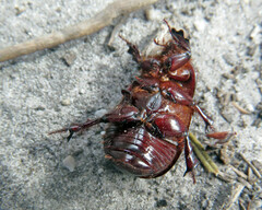 Cheiroplatys latipes