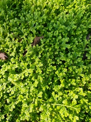Selaginella uncinata