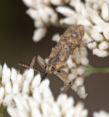 Rhinotia pictirostris