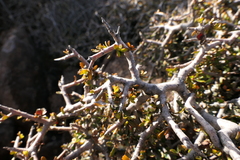 Pittosporum anomalum