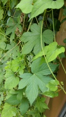 Humulus scandens