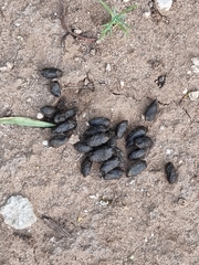 Trichosurus vulpecula