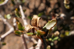 Pittosporum anomalum