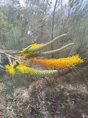 Grevillea eriostachya