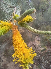 Grevillea eriostachya