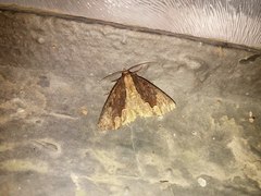 Dypterygia scabriuscula