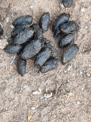 Trichosurus vulpecula