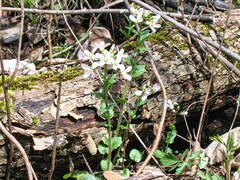 Cardamine