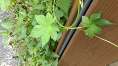 Humulus scandens
