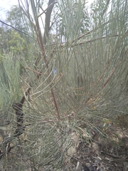 Grevillea eriostachya