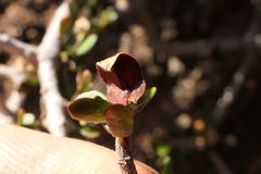 Pittosporum anomalum