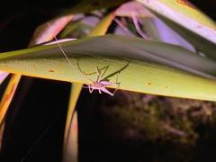 Macropathinae