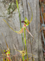Caladenia attingens