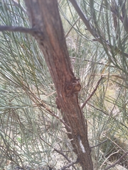 Grevillea eriostachya