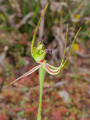 Caladenia attingens