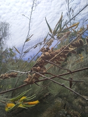 Grevillea eriostachya