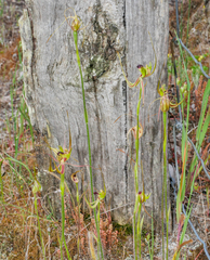 Caladenia attingens