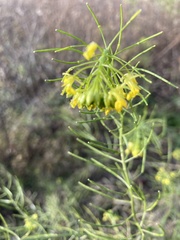 Sisymbrium irio