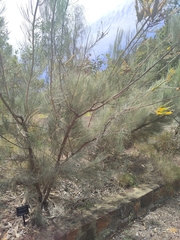 Grevillea eriostachya