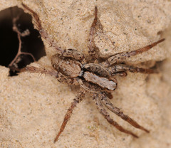 Alopecosa pulverulenta