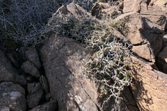 Pittosporum anomalum