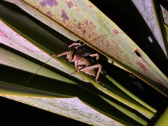 Deinacrida heteracantha