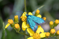 Pollanisus viridipulverulenta