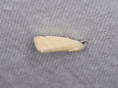 Earias paralella