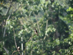 Stelgidopteryx ruficollis