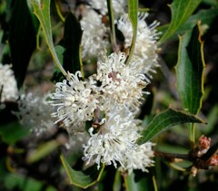 Hakea anadenia