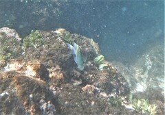 Abudefduf troschelii