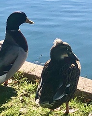 Anas platyrhynchos domesticus