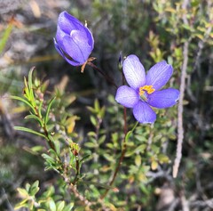 Cheiranthera alternifolia
