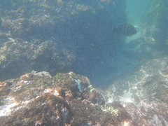 Abudefduf troschelii