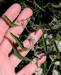 Hakea anadenia