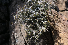 Pittosporum anomalum