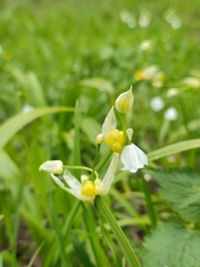 Allium paradoxum