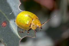 Paropsisterna pictipes