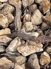 Sceloporus occidentalis