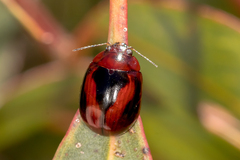 Paropsisterna erudita