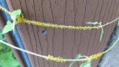 Aphis nerii