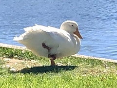 Anas platyrhynchos domesticus